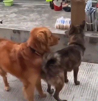 送命题女生回答问题,女朋友难产送命题