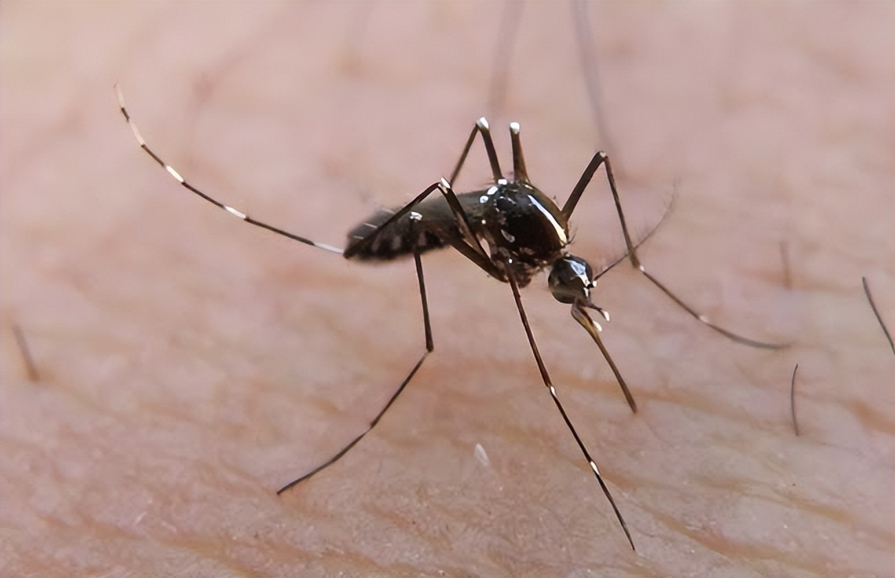 烟台蚊子几月份出现最多,烟台的蚊子有多大