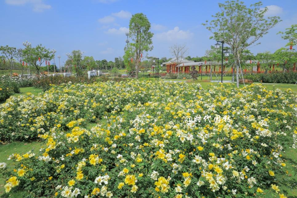 哪些品种的月季耐寒适合阳台栽种,南方最值得种好养的月季