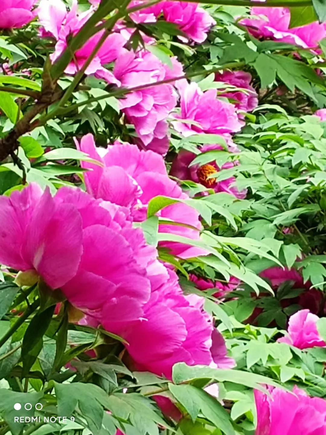 穿行在绿树和鲜花中，这辆开往春天的列车，你坐过了吗？