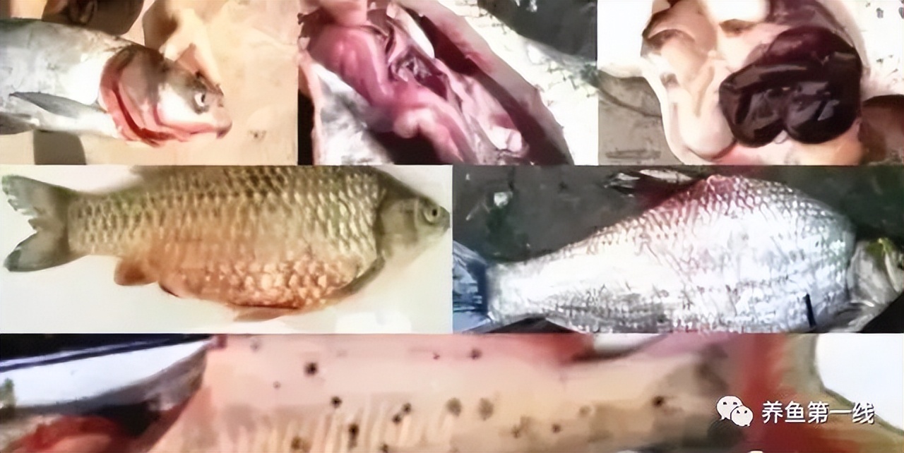 细菌性败血症鱼怎么治,淡水鱼败血症治疗