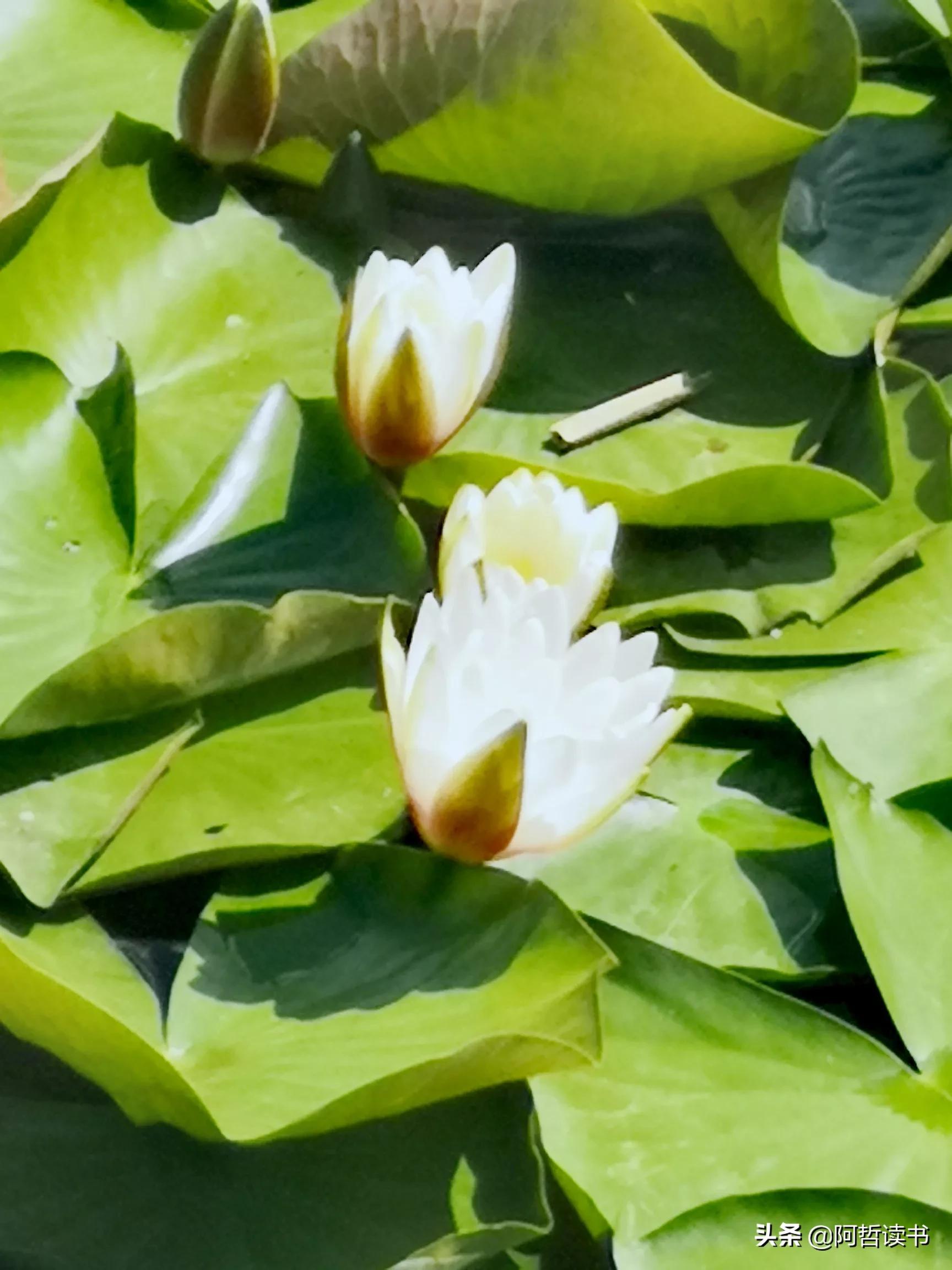 夏日荷花/风影摇曳波光粼，出水芙蓉最可人，一片冰心付与君