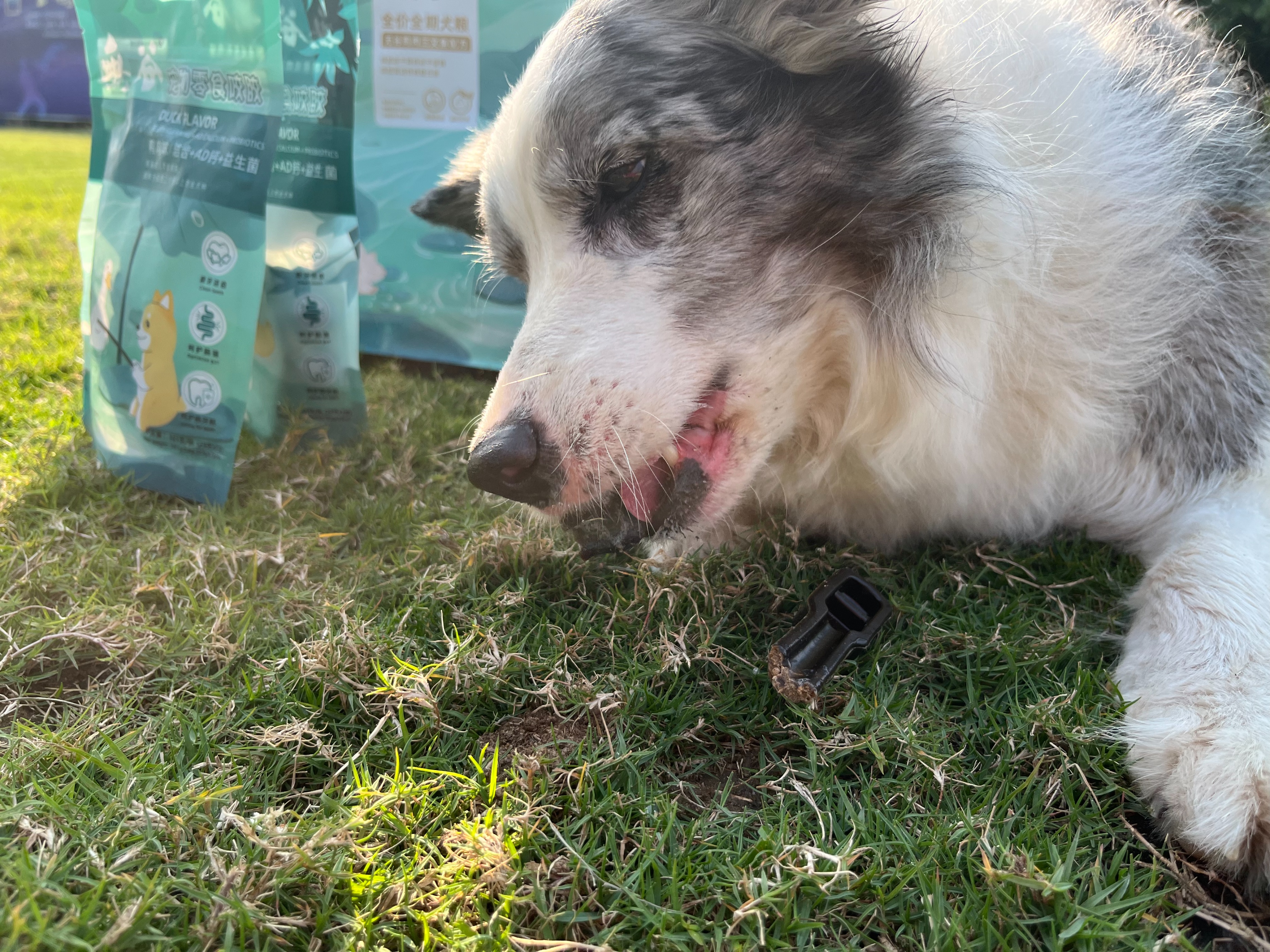 狗狗嘴巴臭怎么去除,狗狗嘴巴臭是什么原因怎么解决