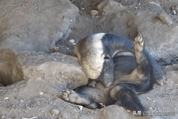 平头哥真的比狮子厉害吗,为什么平头哥连狮子都不怕