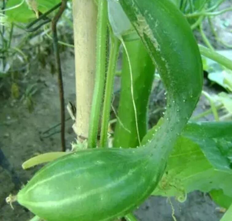 黄瓜长秧不开花怎么办,大棚黄瓜不高产的原因