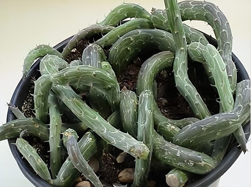 女子8年种多肉成多肉界天花板,100种多肉造型图