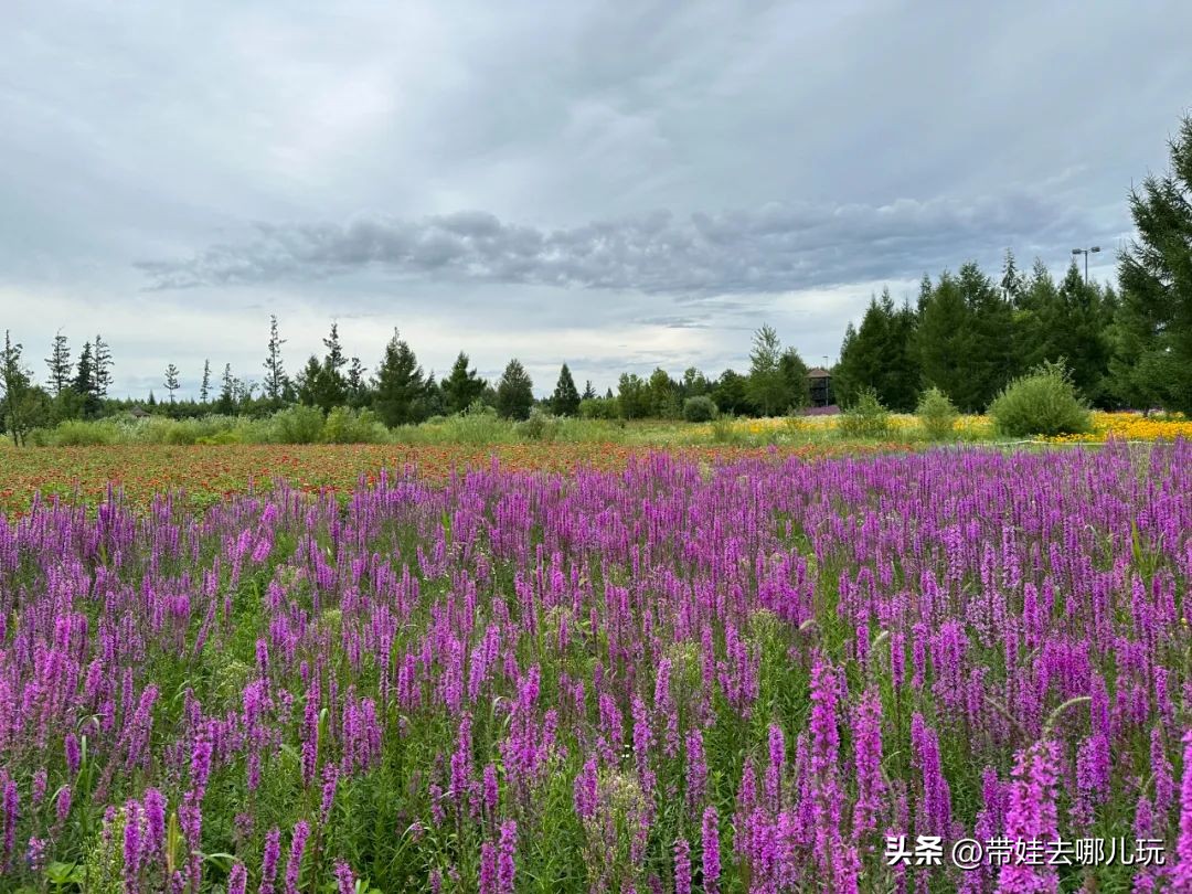 长白山二道白河旅游攻略7月游,自驾二道白河长白山旅游攻略