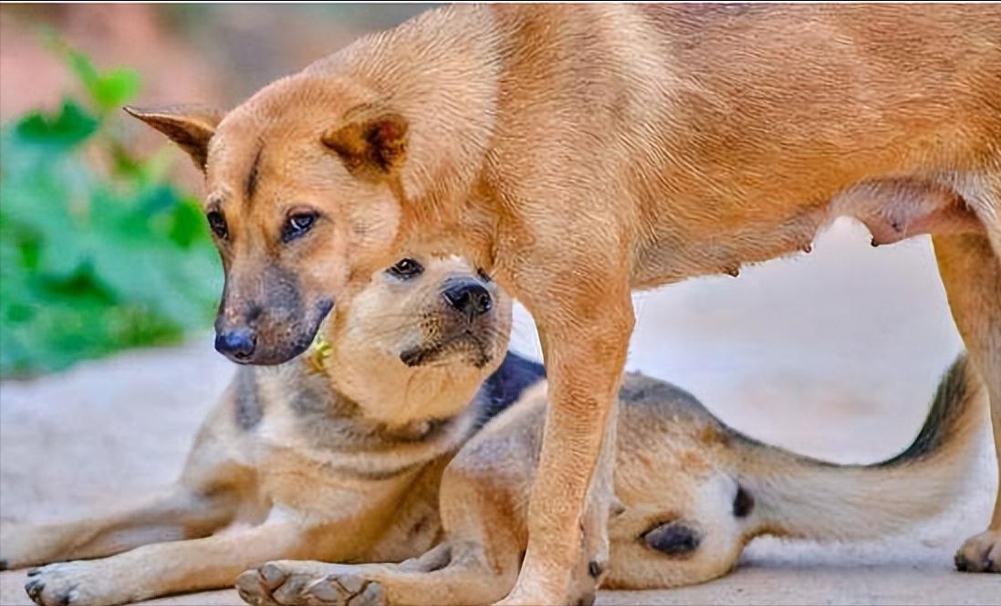 被狗追咬该如何正确保护,被狗追咬如何自救