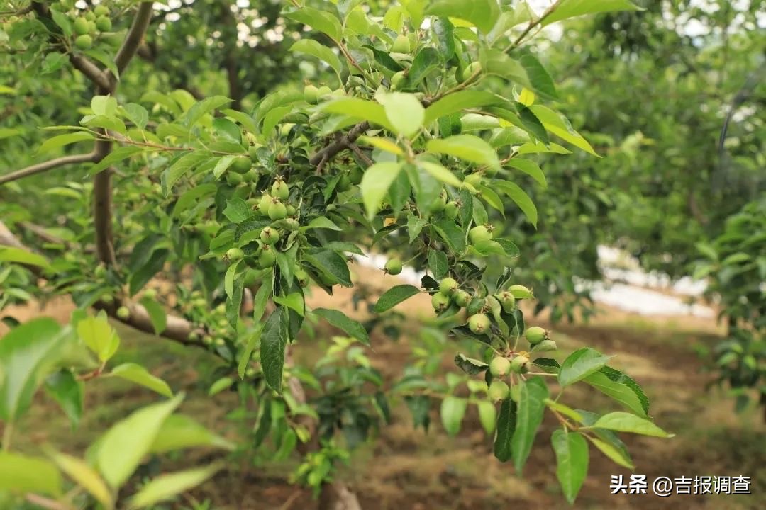 磐石市满井村用新技术把有机果品送上致富赛道