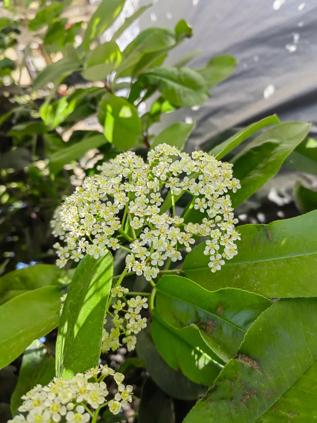 石楠花为什么种那么多,石楠花那么臭为什么还大面积种植