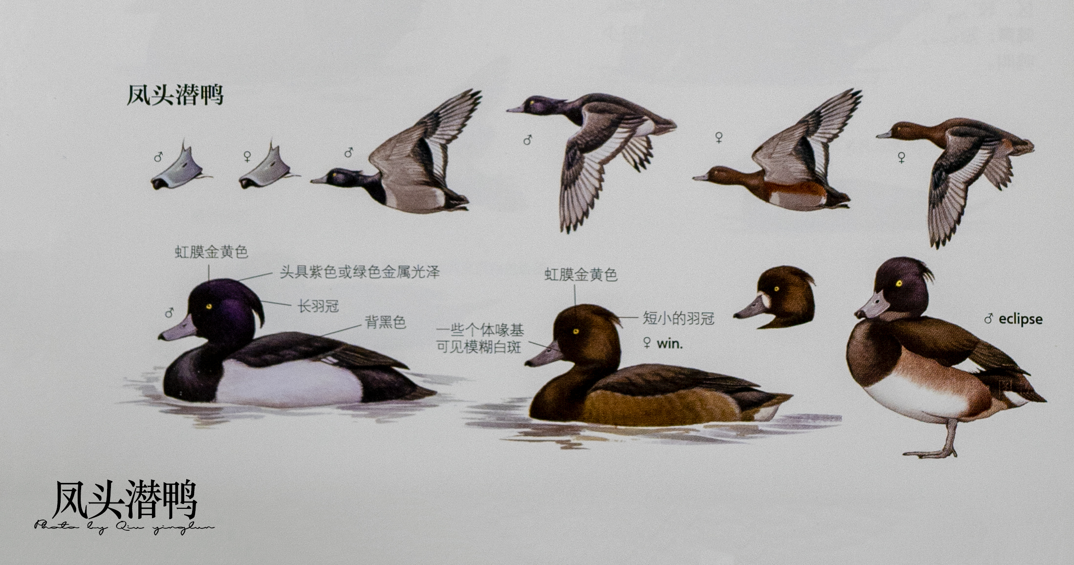 涓滄睙鎻借儨,涓滄睙鎻借儨楦熺被