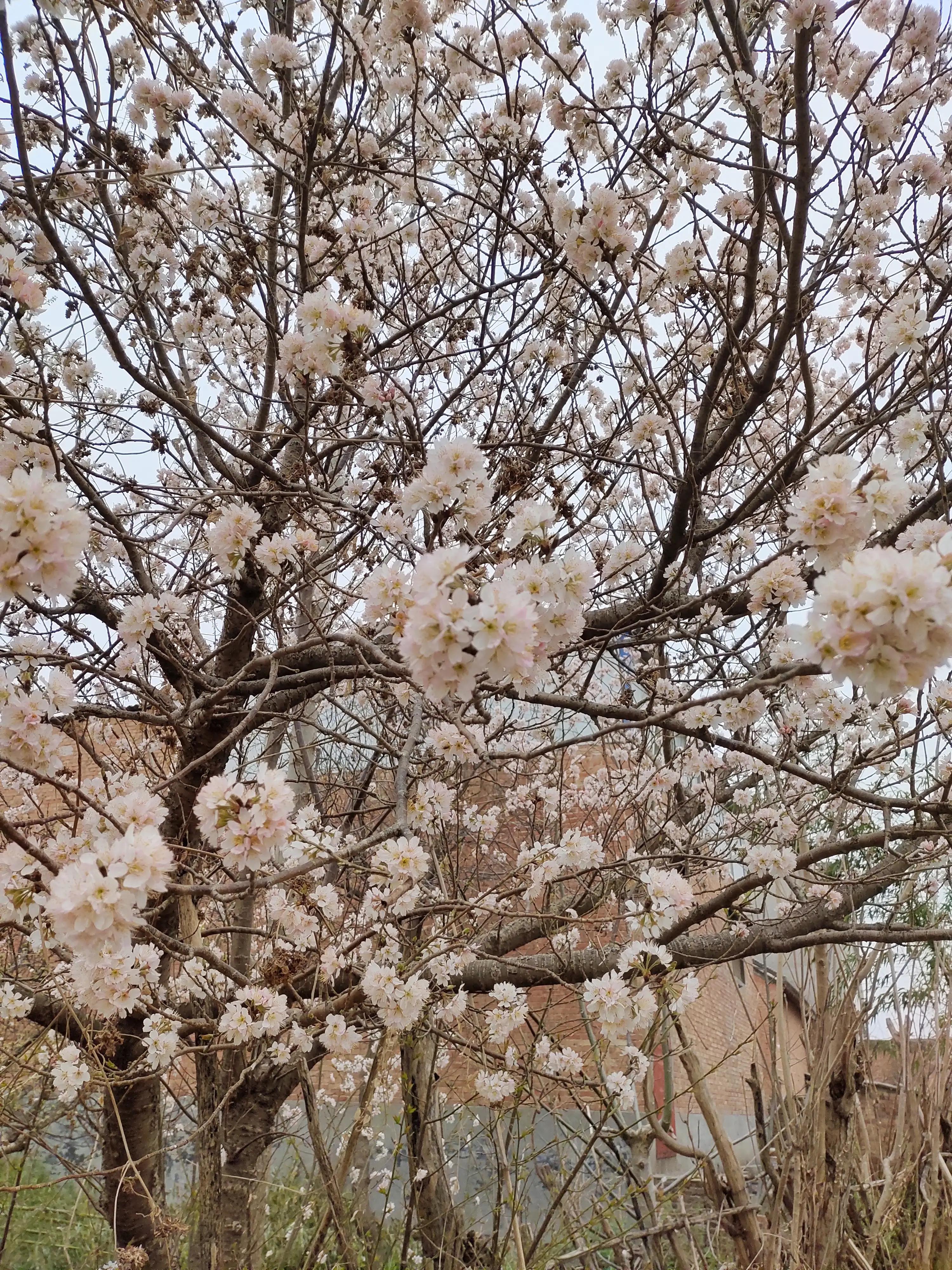 素菜中的荤,素中之荤食物有哪些