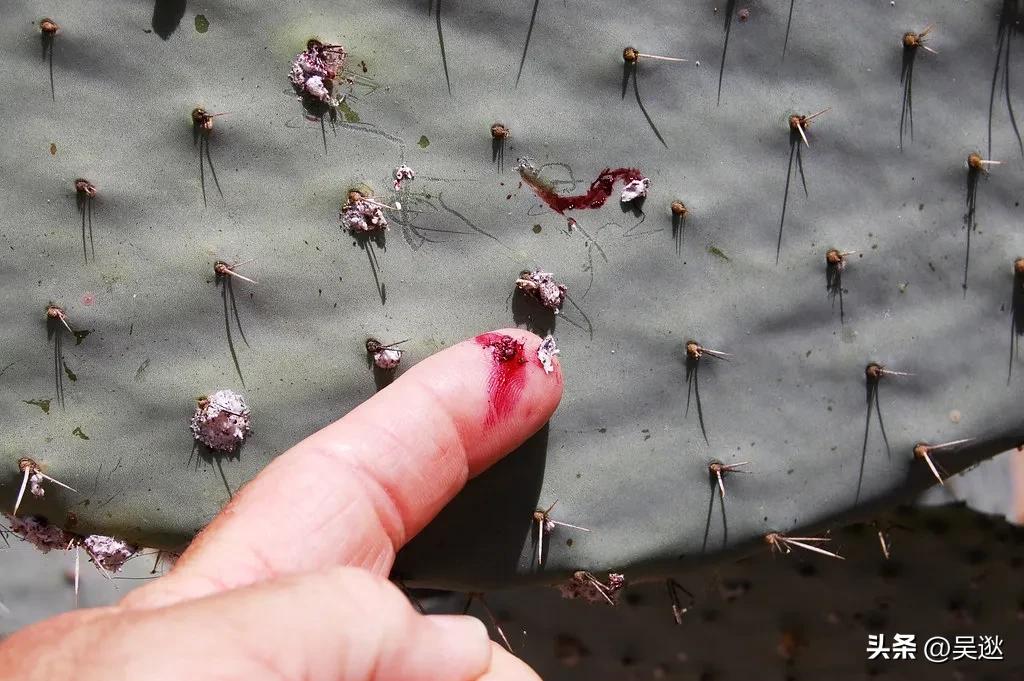 女生的口红竟然是虫子做的,美女口红里有虫子