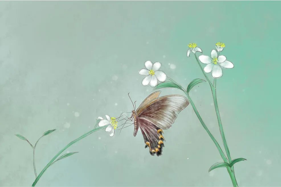 翩翩起舞的蝴蝶兰,翩翩起舞的蝴蝶舞蹈