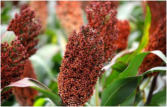 一喝酒脸就红的人为什么要远离,一喝酒脸就红的人酒喝多了