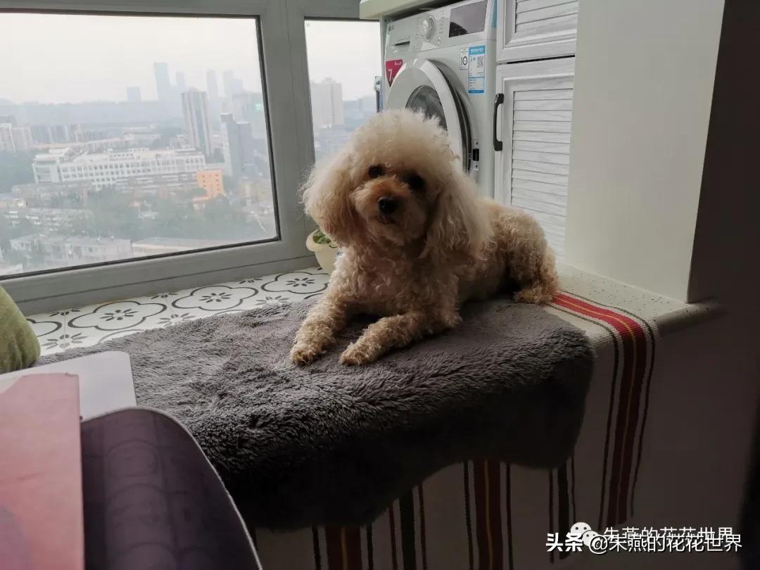 被狗后腿踩了一下,我踩到狗拉的尿了