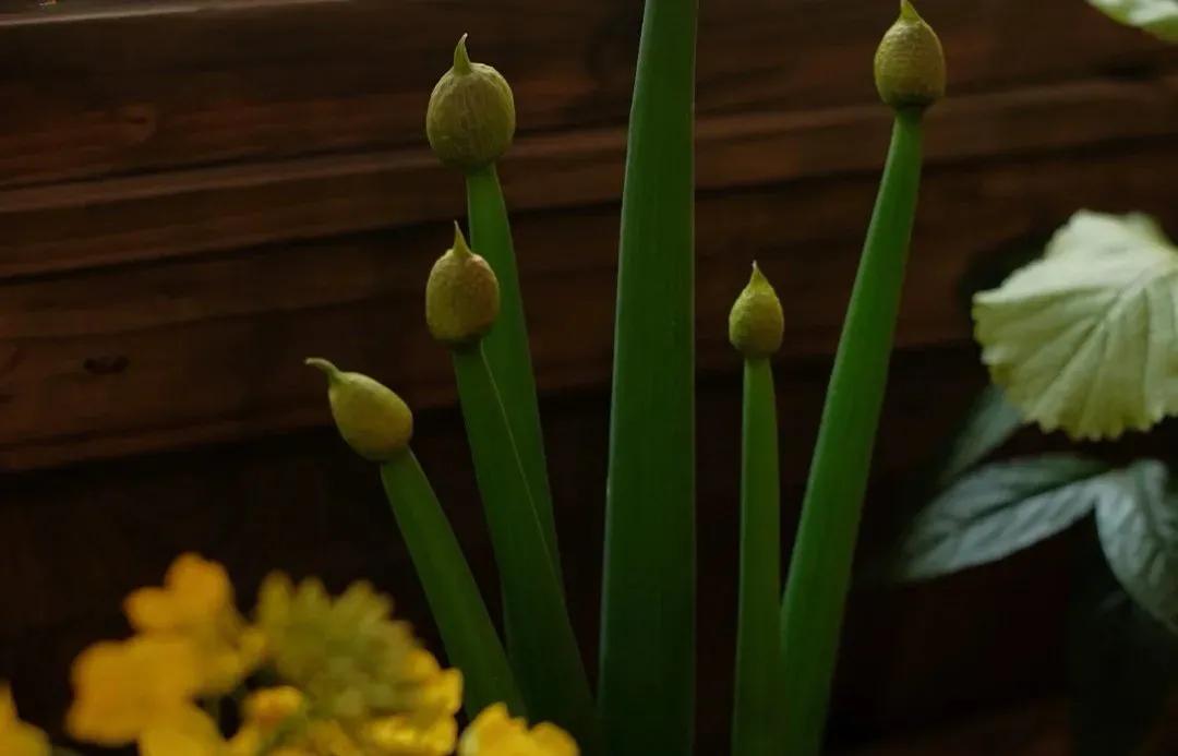 裁红点翠指的生肖,成语裁红点翠