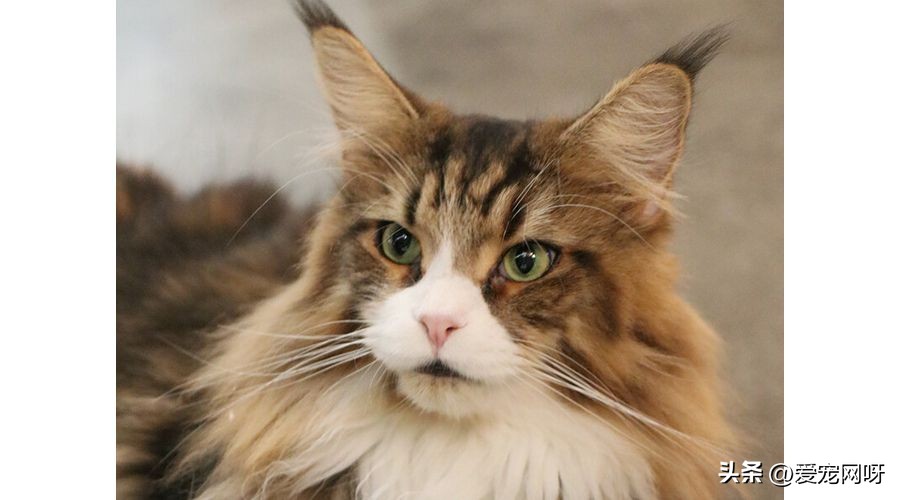 猫咪品种大全及图片,猫咪品种大全视频