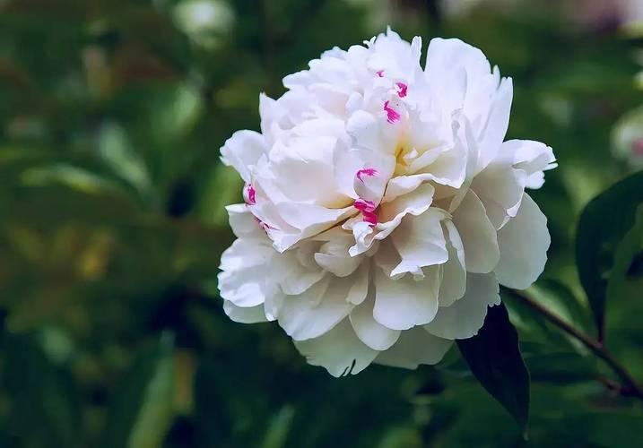 给最爱的Ta，送芍药还是玫瑰？