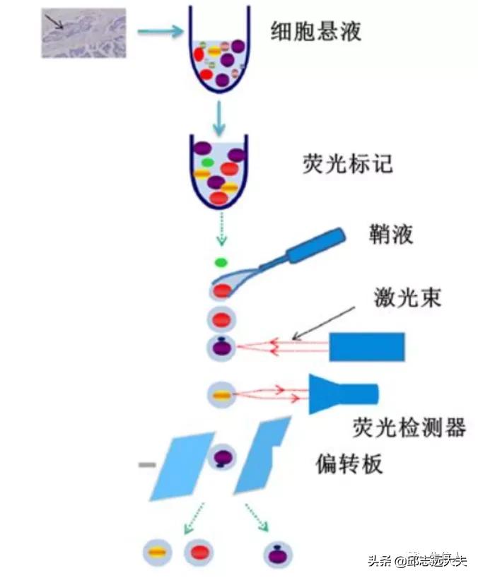 单细胞测序干湿结合,单细胞测序数据分析教程