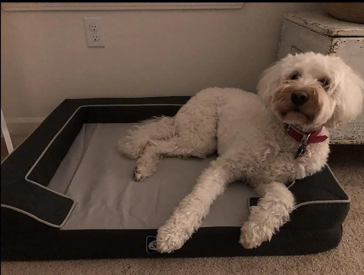 狗床推荐又便宜又好看,最好的狗床