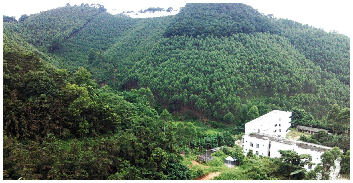 广西桉树何去何从,广西桉树引争议