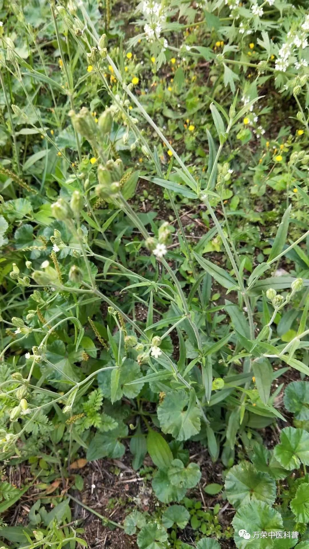 植物幼苗的发展过程详细,植物的幼苗在生长过程中