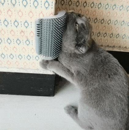 养猫人必须知道的100条猫咪知识,养猫小窍门如何理解猫咪的想法