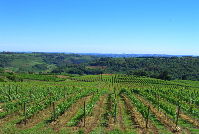 巴西迎来开门红,巴西起泡酒