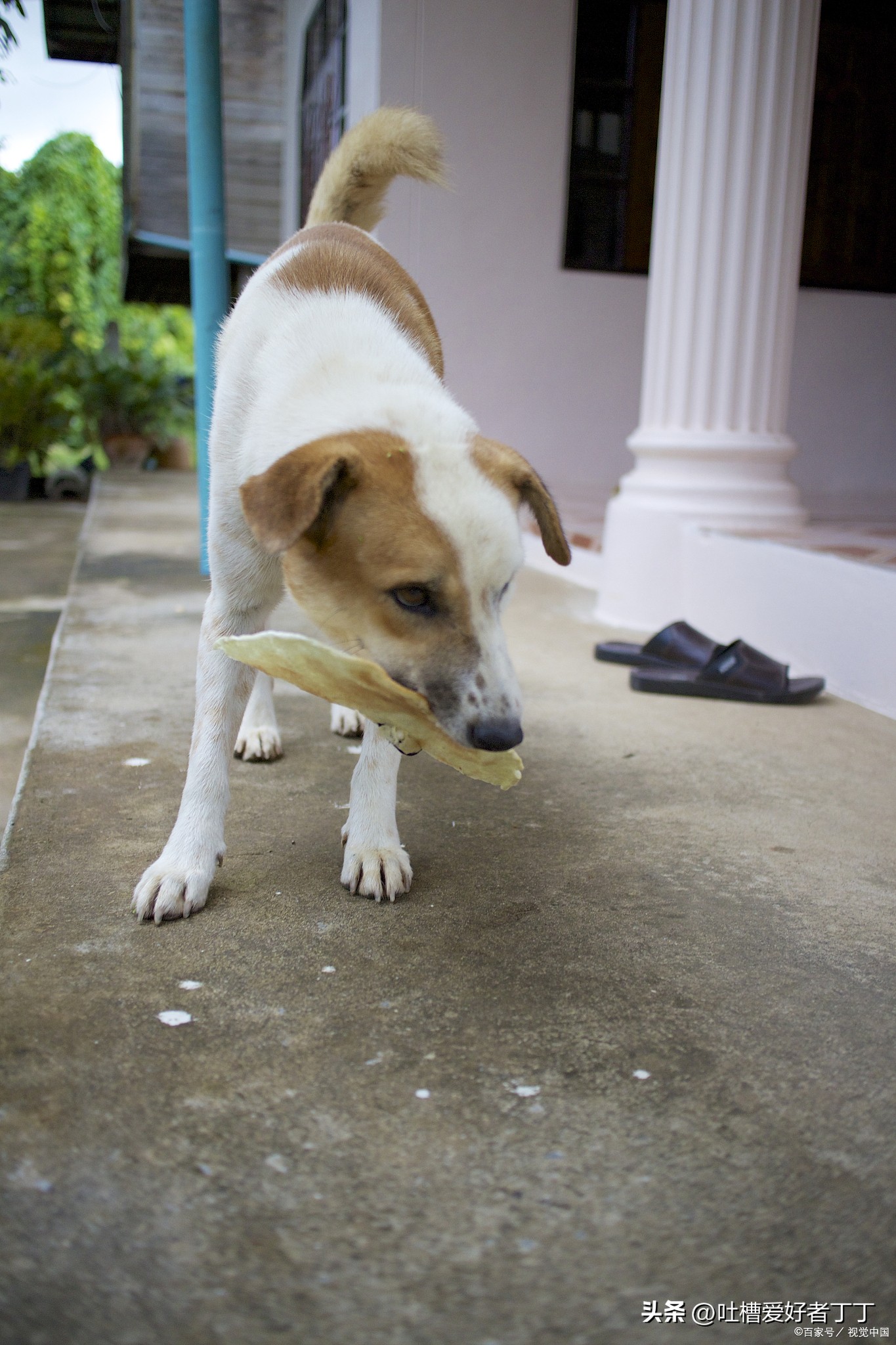 蟑螂药小狗吃了会不会中毒,蟑螂药吃了会彻底死吗