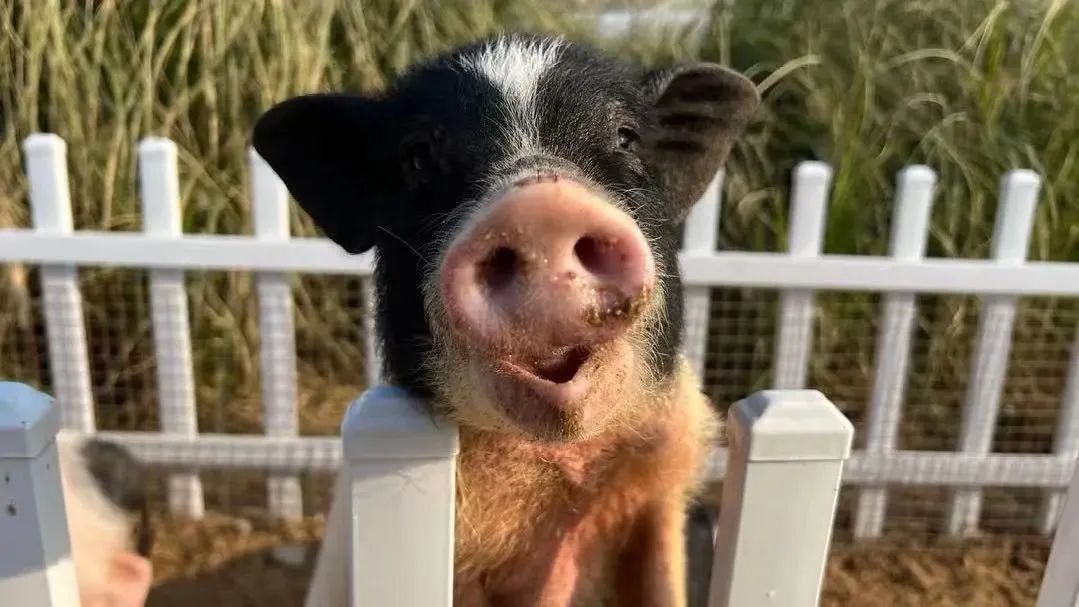 东营秋季旅游攻略,秋天东营旅游攻略必玩的景点