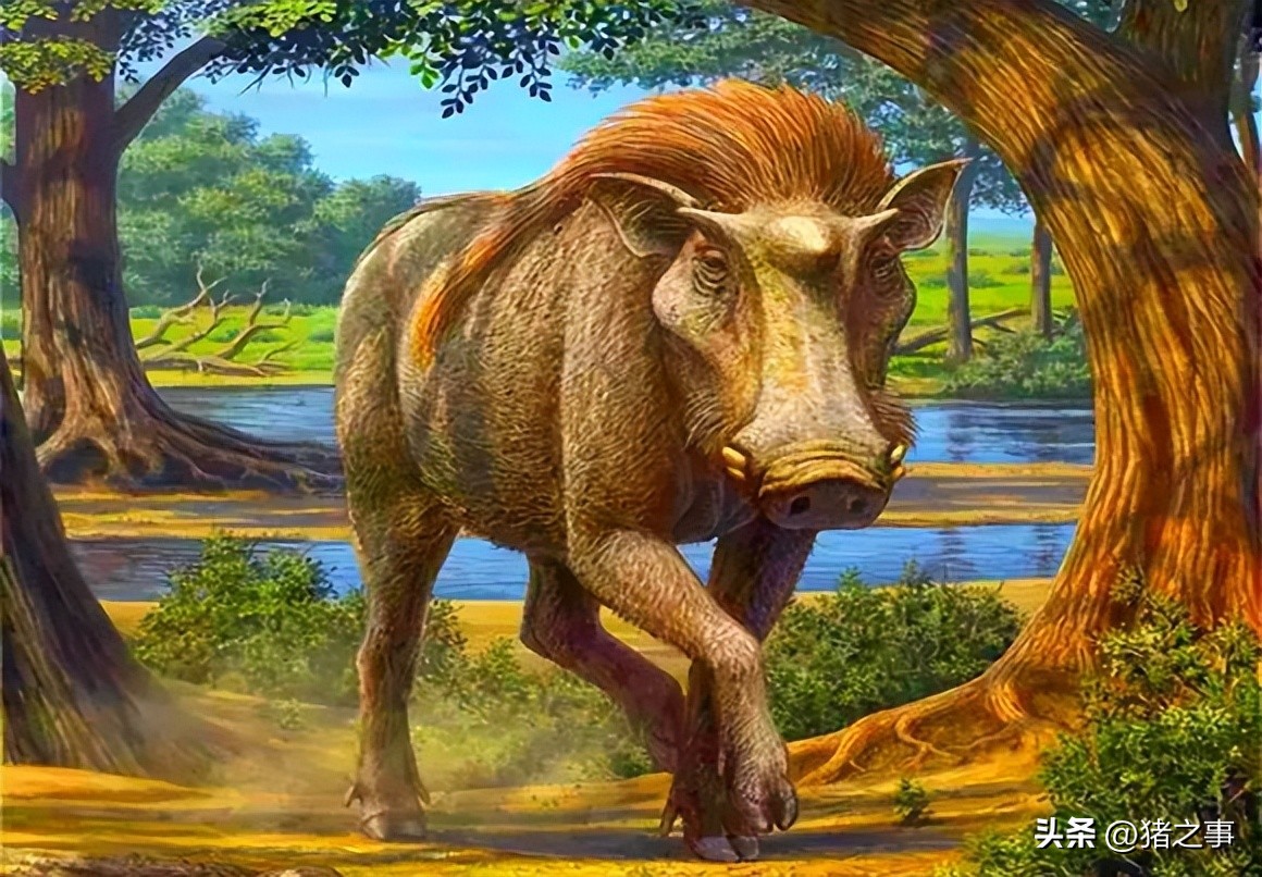 揭秘猪的秘密,猪的由来是啥