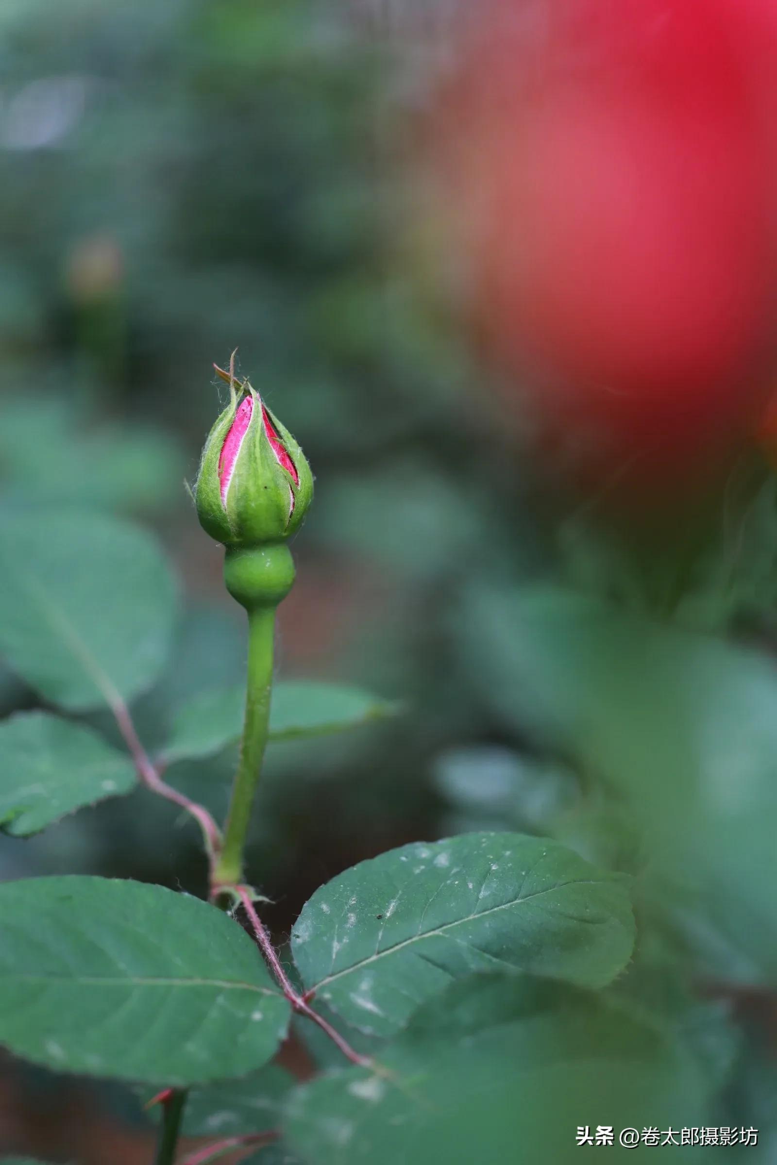 摄影镜头贵吗,摄影太贵怎么办
