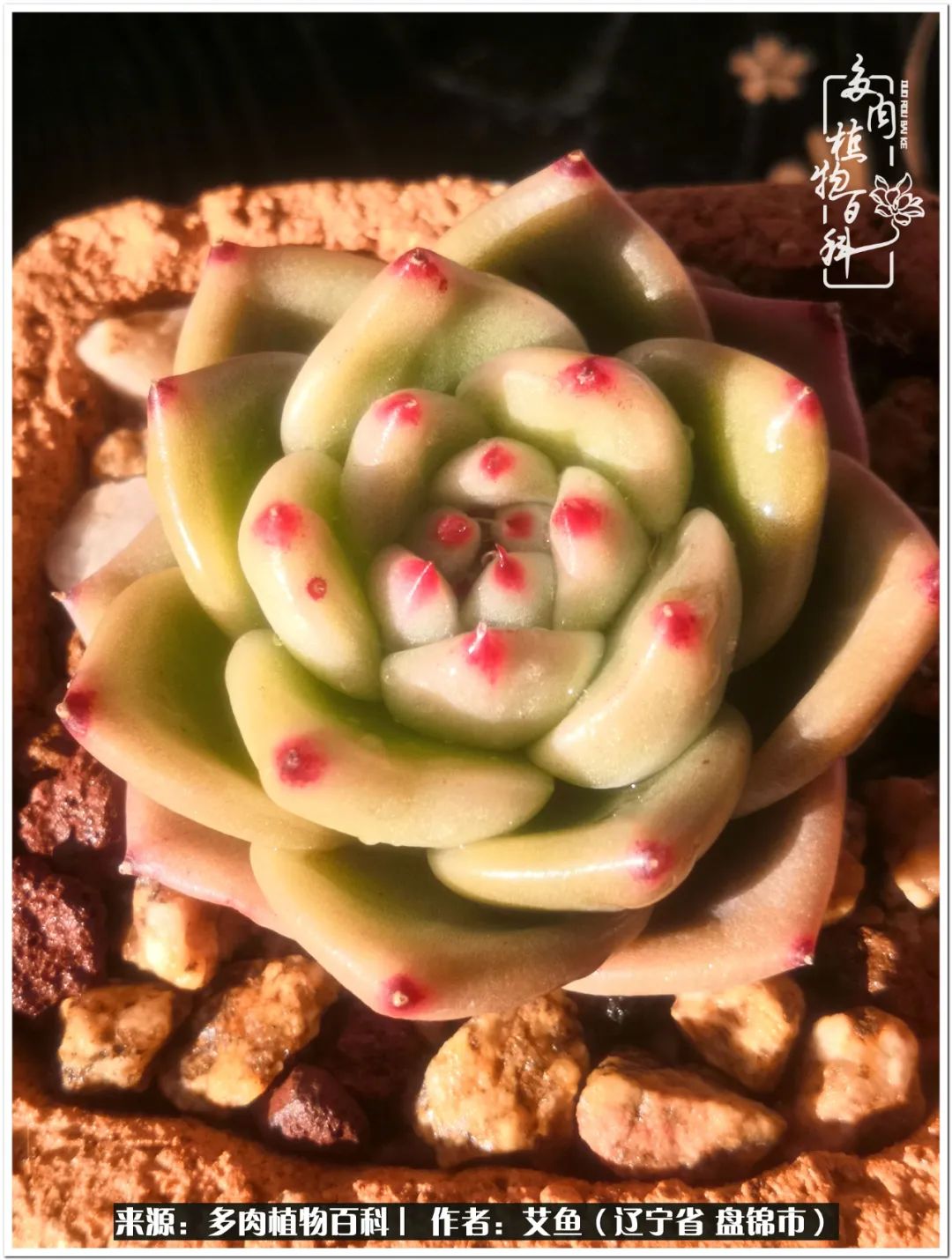 养多肉的意外之喜,养了五年的多肉就剩这几个