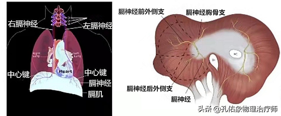肩膀颈椎病症状,肩膀疼引起的颈椎病怎么治
