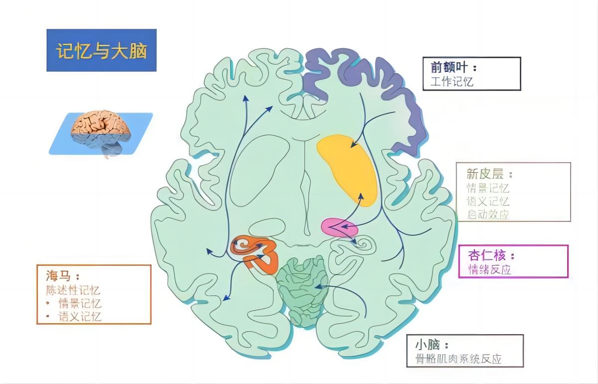 人的大脑有多大的记忆容量,人的大脑究竟能有多大的储存空间