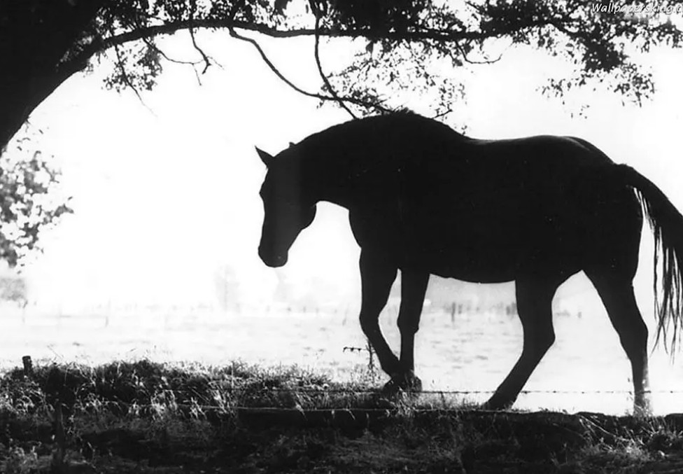 毛主席当年的小黄马，半夜突然嘶吼，主席听到后为何下令撤退？