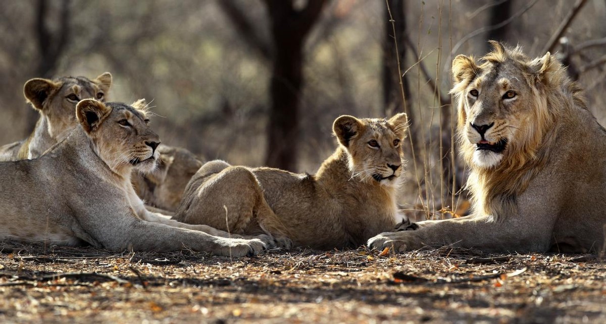 每天交尾可达50次！雄狮与雌狮交尾后，为什么会发生短暂打斗？