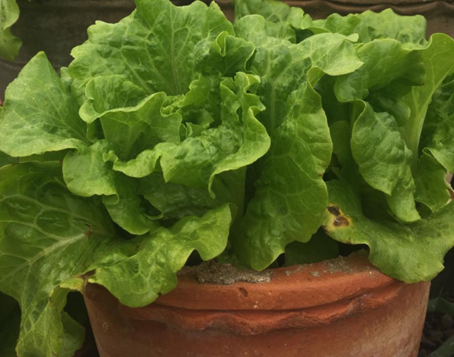 夏天阳台种植不生虫害蔬菜排名,蔬菜种植除虫小妙招