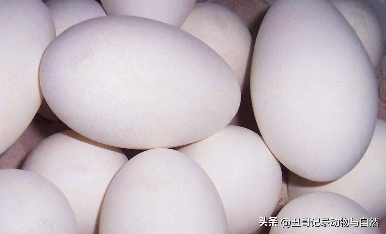 腌鹅蛋怎么腌能出油还好吃,怎么腌鹅蛋又出油又起沙又好吃