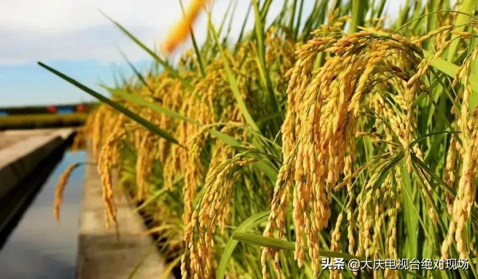 大庆市一季度经济,大庆经济增长点