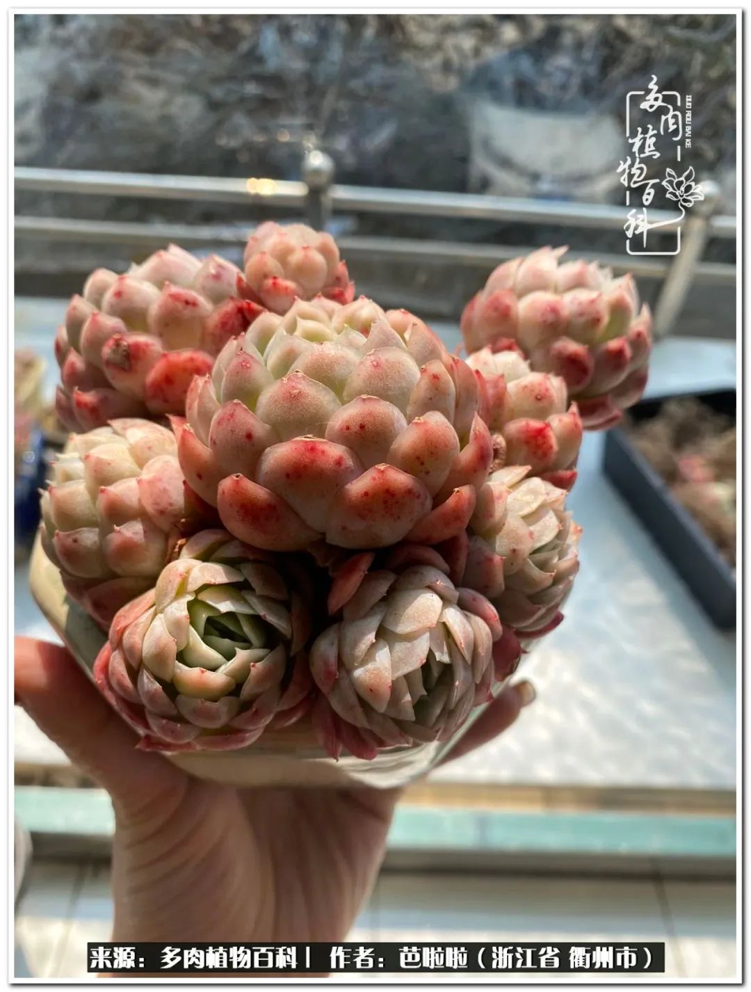 超级能治愈心情的多肉,治愈心灵的彩色植物