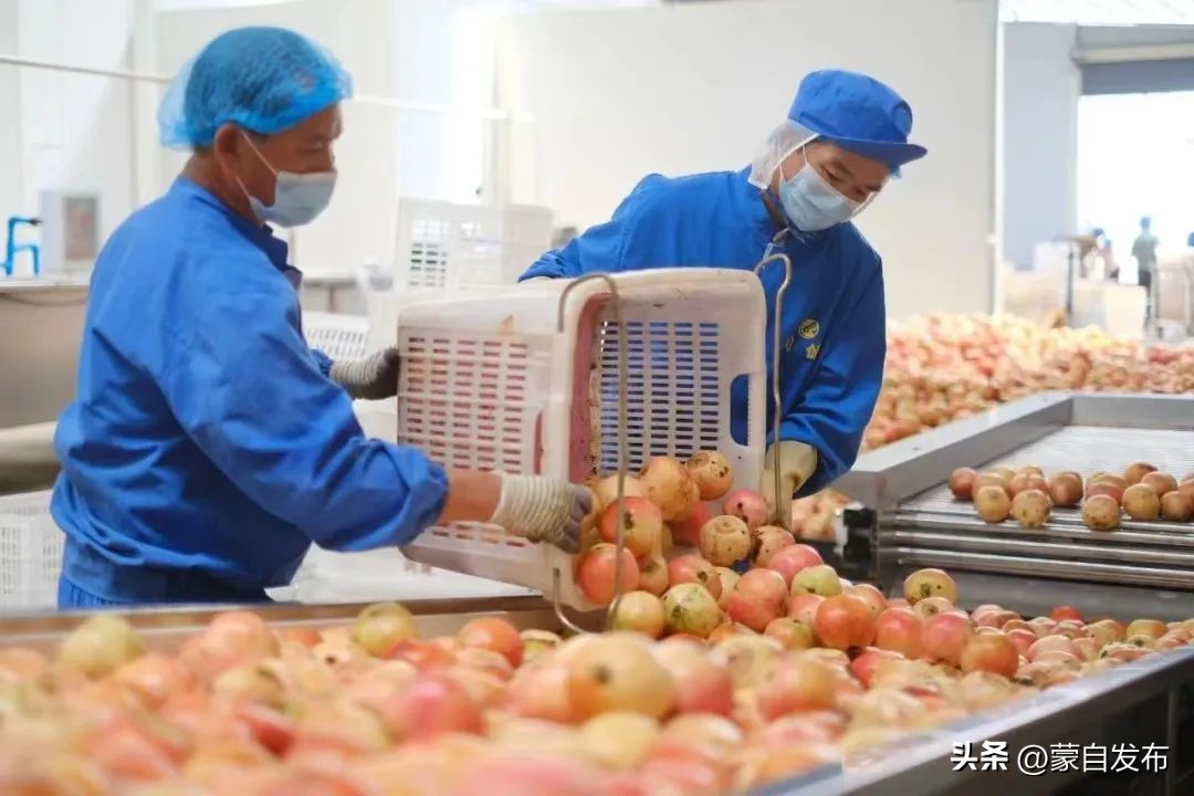 蒙自绿籽石榴好吃吗,蒙自石榴好吃还是突尼斯软籽好吃