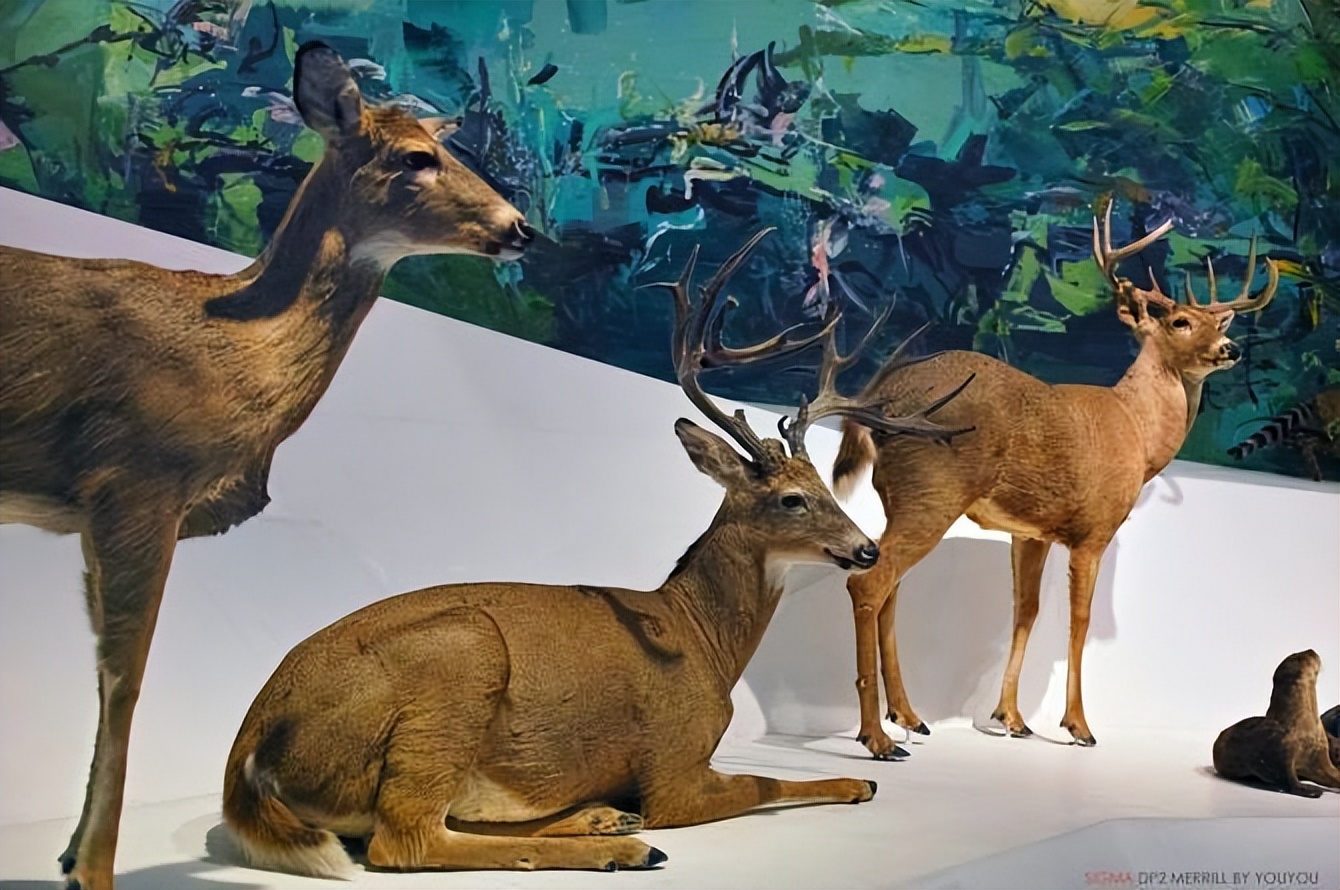 重庆主城小众打卡地,重庆周边小众自驾旅游