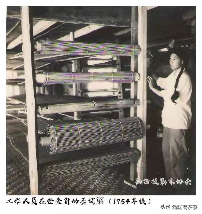 中国茶叶与印度茶,中国和印度茶叶现状分析