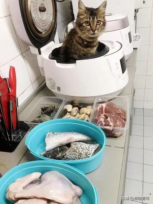 公鸡：他们在做啥午餐？猫：你老婆炖土豆