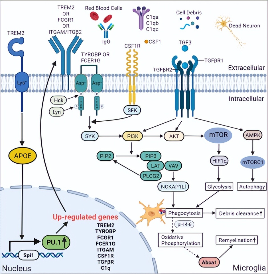 浙江大学虞军团队揭示Spi1是脑出血的潜在关键干预靶点
