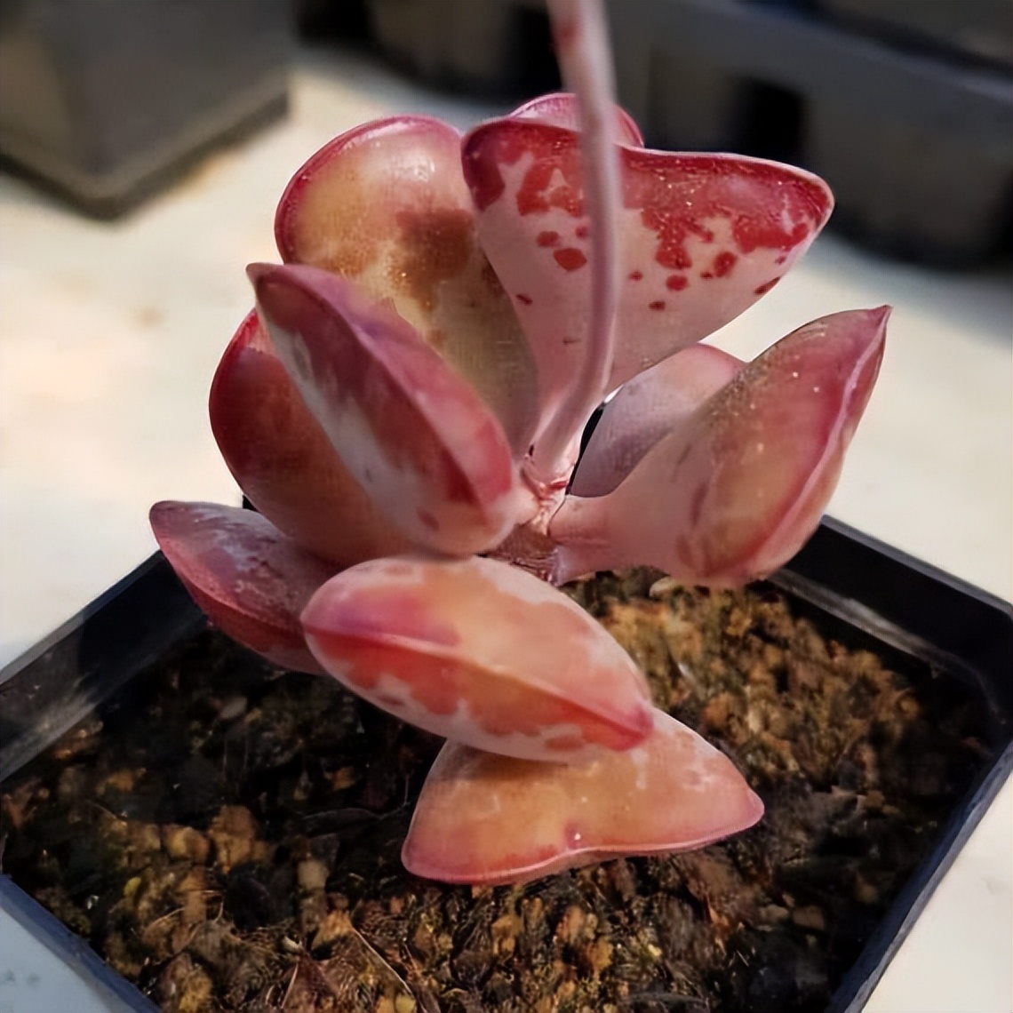 102个大类近500个多肉植物图片，都极其美丽，建议在家中也养一盆