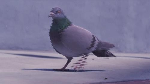 云台防抖是通过鸡头的原理,云台防抖是通过鸡头的原理吗