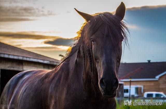 为什么叫黑马脱颖而出,为什么逆袭的人叫黑马